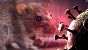 Singapura Tingkatkan Pengawasan setelah Muncul Dugaan Paparan Virus Hanta