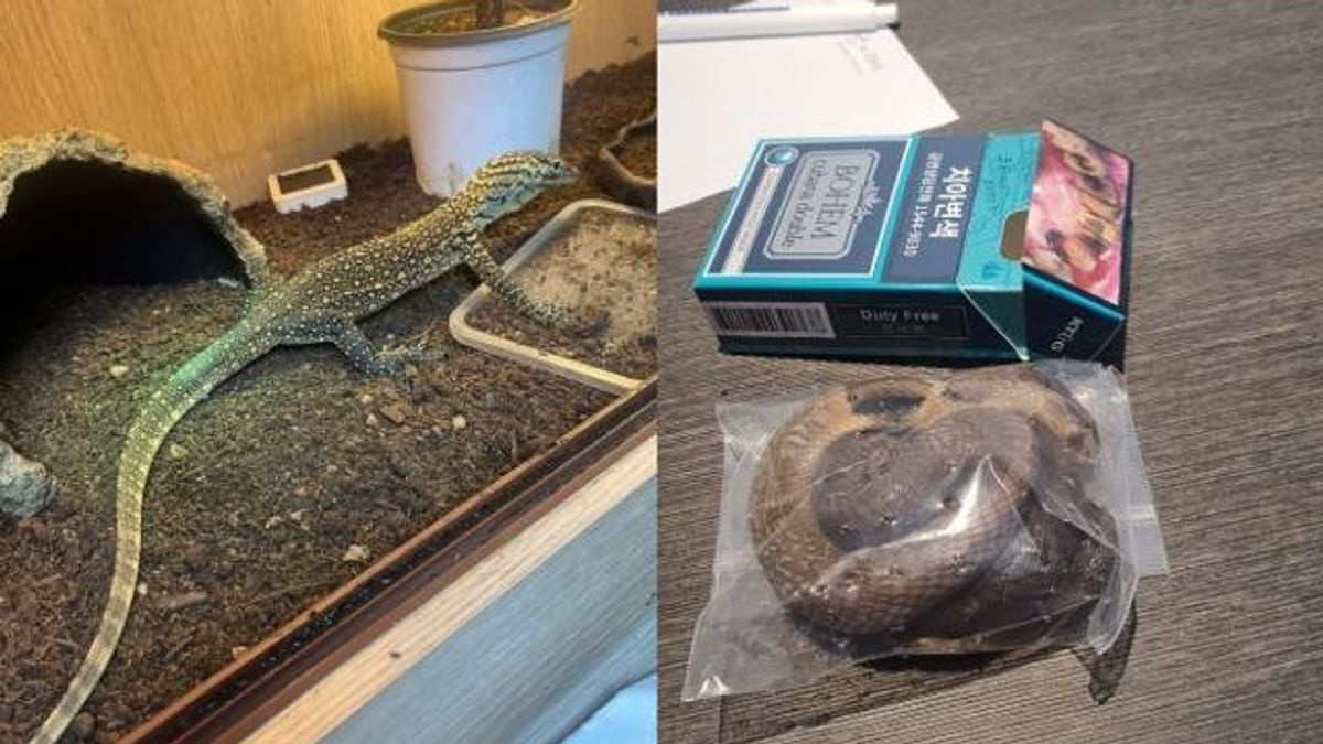 Customs And Excise Thwarts Komodo Smuggling Hidden In Underwear