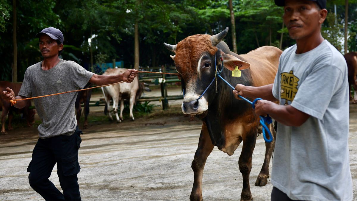 Gerindra Distributes Hundreds Of Cows For Eid Al-Adha Sacrifice, Muzani: Hopefully Blessings