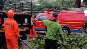Lagi, Pohon Tumbang Timpa Mobil dan Bangunan di Ciracas