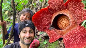 Jadi Magnet Wisata Alam, Dua Rafflesia Arnoldii Mekar Bersamaan di Rejang Lebong