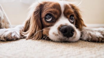 Mode Commerçant De Viande De Chien Au Marché De Senen: Demander Un Permis Pour Vendre Du Porc