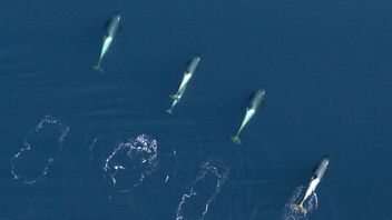 研究者らは、教皇が海藻を使用して互いに「造」することを発見しました。