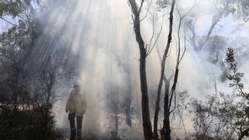 首都の森林火災と土地火災、BPDDは木の枝を使って火災を消火する