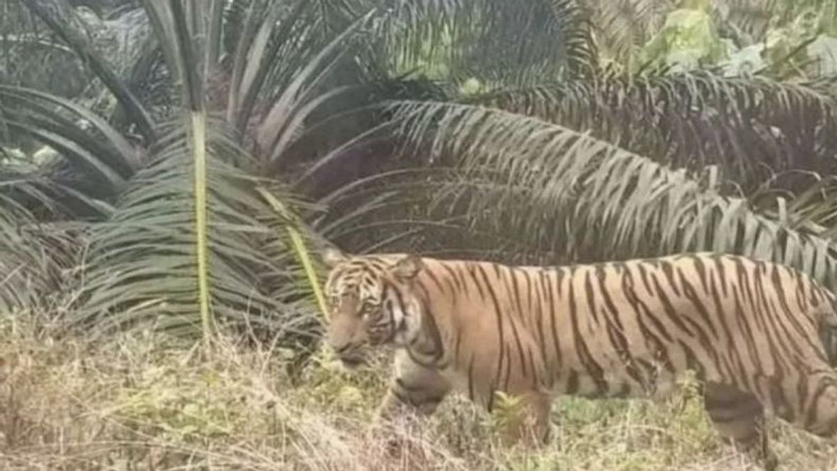 Des tigres apparaissent dans la plantation d'Inhu Riau