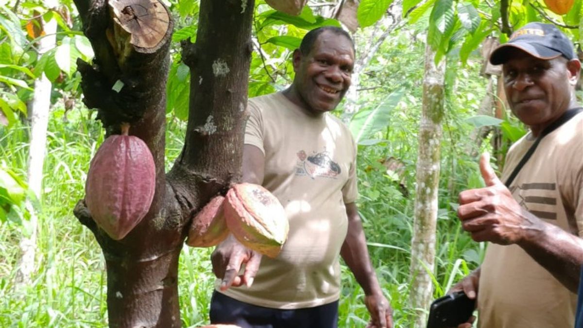 توسيع فرص العمل، الدولة تسلم Rp6.1 تريليون من أصول مزارع الشوكولاته لحكومة مانوكواري
