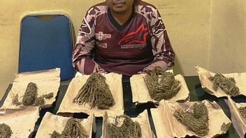 西アチェ警察が麻薬密売人から9バンカスマリファナを押収