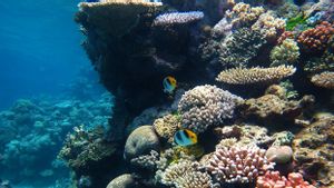 Great Barrier Reef Australia Alami Penurunan Terumbu Karang Terbesar