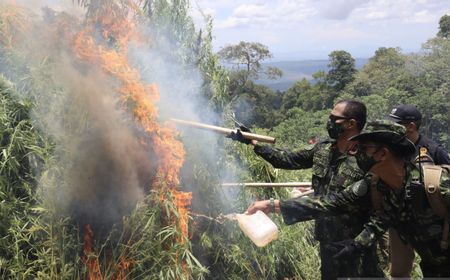 20 Ribu Batang Ganja Siap Panen di Aceh Besar Dimusnahkan BNN