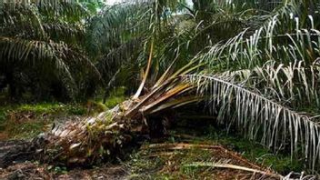 Le ministère prépare un certain nombre de mesures pour anticiper la maladie de base de la hameau qui attaque les plantations de palmiers à huile