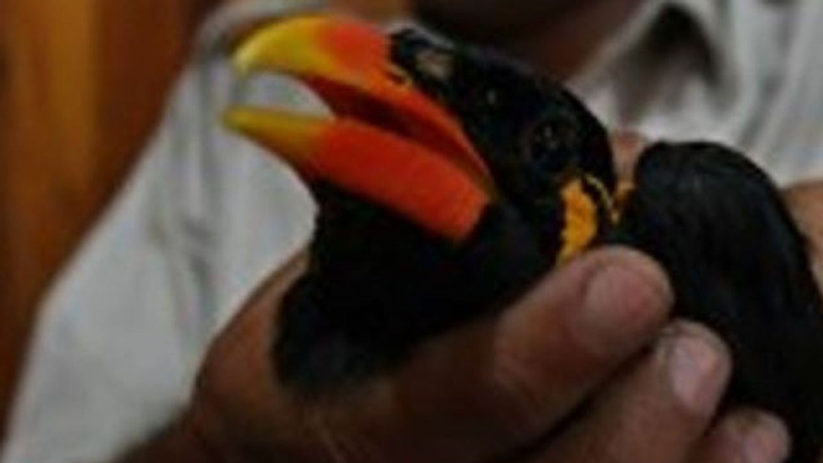 Penyelundupan Delapan Burung Beo Mentawai Berhasil Digagalkan