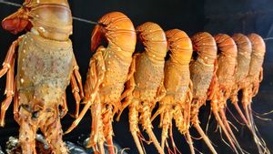 Gara-Gara Ekspor Benih Lobster Dihentikan, Perusahaan Ini Mengaku Rugi dan Tak Bisa Bayar Nelayan