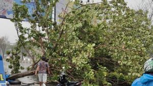  13 Pohon Tumbang Imbas Hujan Lebat di Banjarmasin, Sejumlah Bangunan Roboh