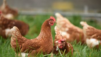 Find Avian Flu In Wild Goose, Belgium Requires Poultry To Be Confined In Closed Spaces