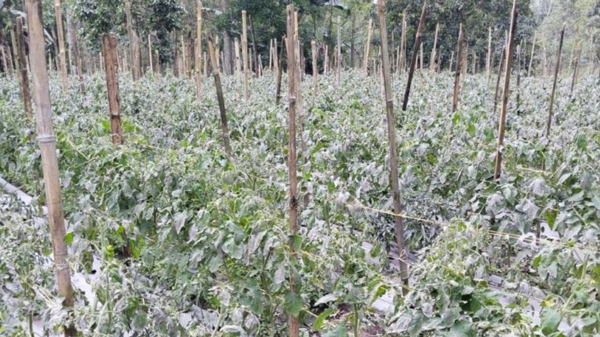 2,141 هكتار من الأراضي الزراعية في أغام متأثرة بأبو فولكانيك مارابي
