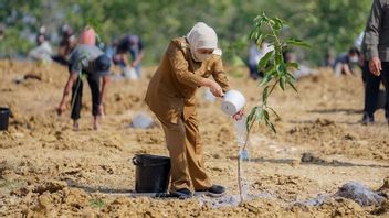 Khofifah: Mango Food Estate In Gresik Strengthens Food Security