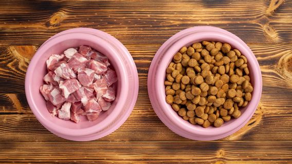 Cara Membuat Makanan Kucing di Rumah, Praktis dan Disukai Anabul