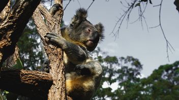 Protect The Survival Of Koalas, The Australian Government Will Be Given A Chlamydia Vaccine