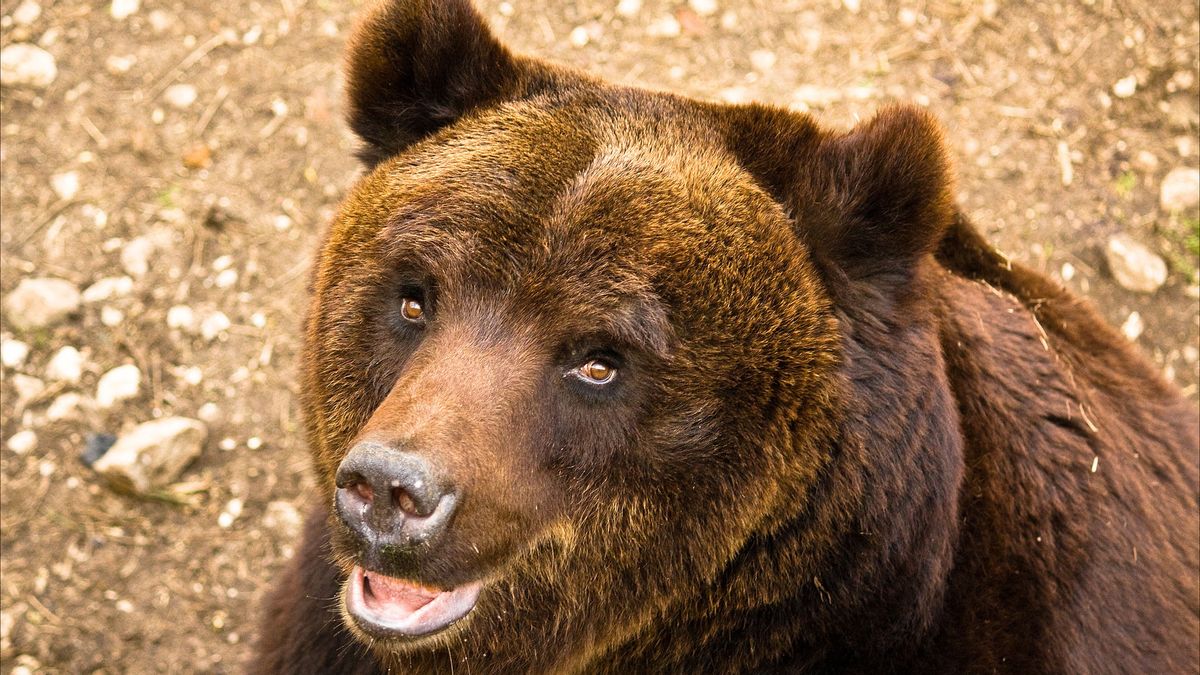 The Murder Of A Bear Mother That Is Considered Dangerous In Italy Causes Criticism From Activists And Ministers