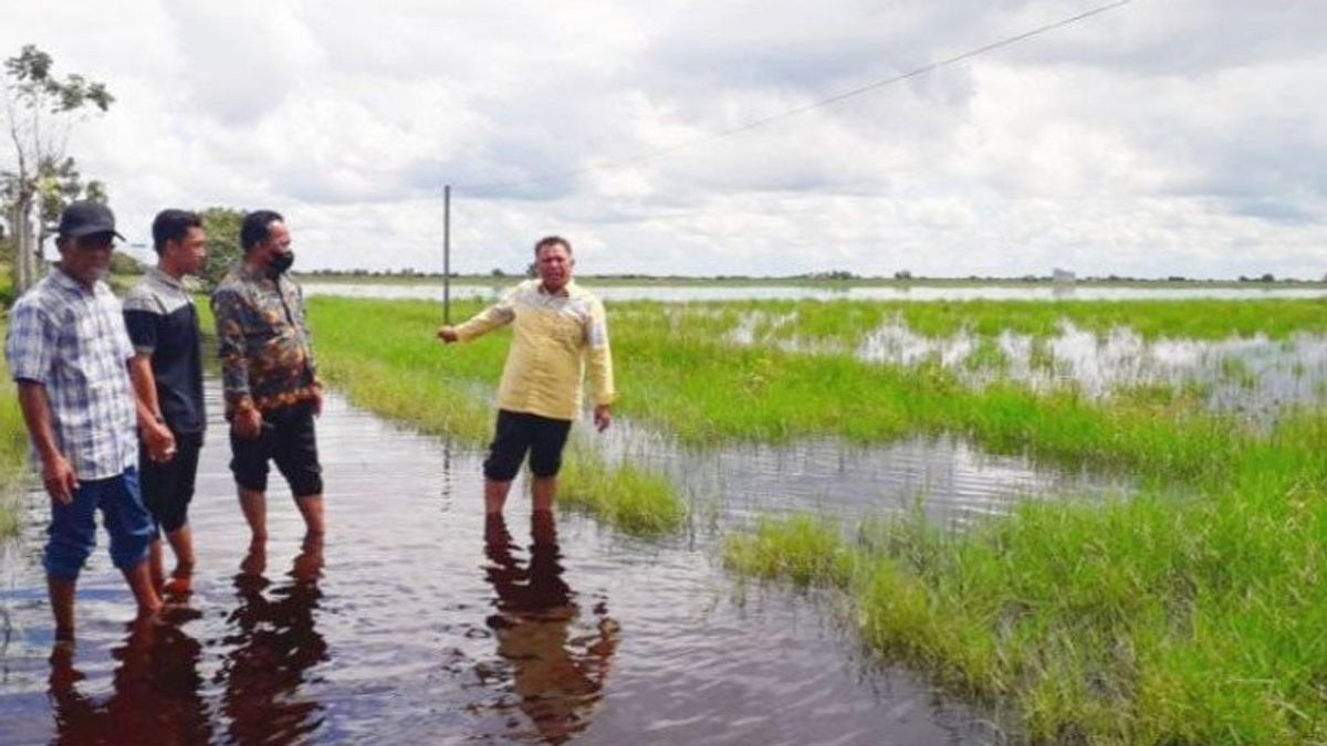 ينذر بالخطر، 3500 هكتار من حقول الأرز في كاليمانتان الوسطى فشلت في الحصاد بسبب الفيضانات
