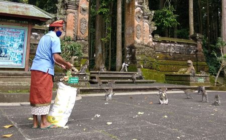 PPKM Darurat Bali: Obyek Wisata Sangeh Sepi, Ratusan Monyet Terancam Kelaparan