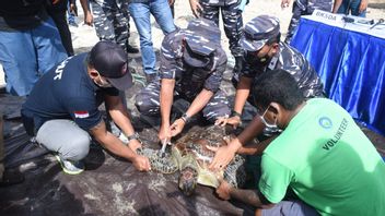 Indonesian Navy Fails To Smuggle Dozens Of Green Turtles In Bali