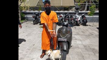 Just Out Of Prison, Recidivist In Denpasar Arrested Again For Stealing A Mini Pom Dog