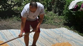 أنشطة مختلفة من الموظفين السابقين KPK بعد طرده في نهاية سبتمبر، وهناك أولئك الذين يبيعون الأرز المقلي للزراعة
