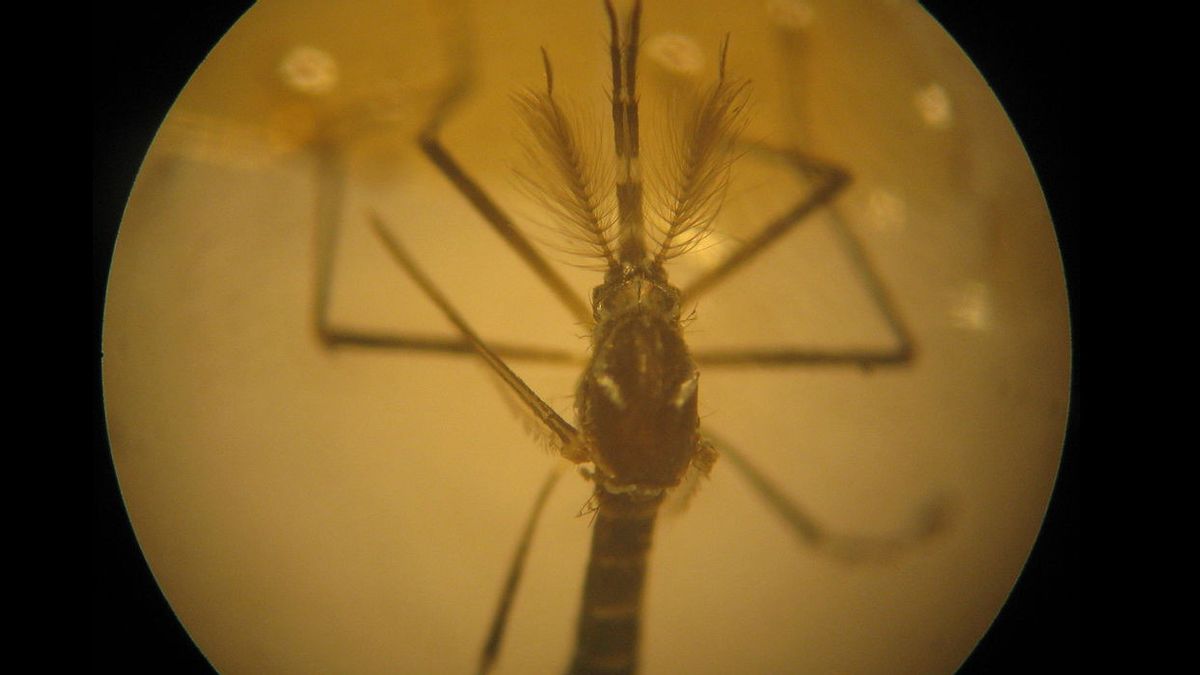 Bill Gates' Controversial Genetically Engineered Mosquito Comes True