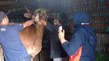 Regency Government Asks Livestock Traders In Pasuruan To Avoid Taking Cows From PMK Alert Areas