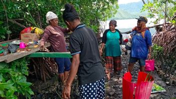 Les mamans du village d'Enggros s'occupent des mangroves pour les générations futures