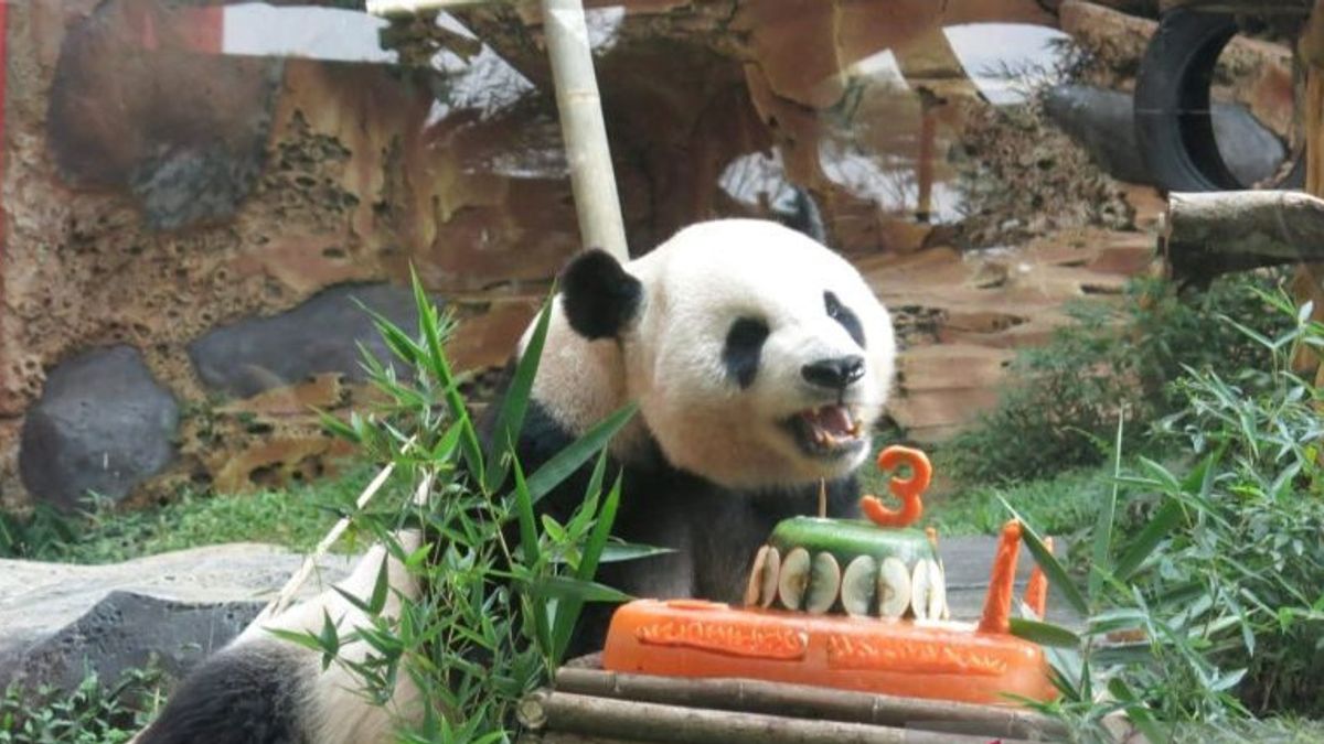 Indonesian Safari Park Successfully Married Giant Pandas, Cai Tao And Hu Cun