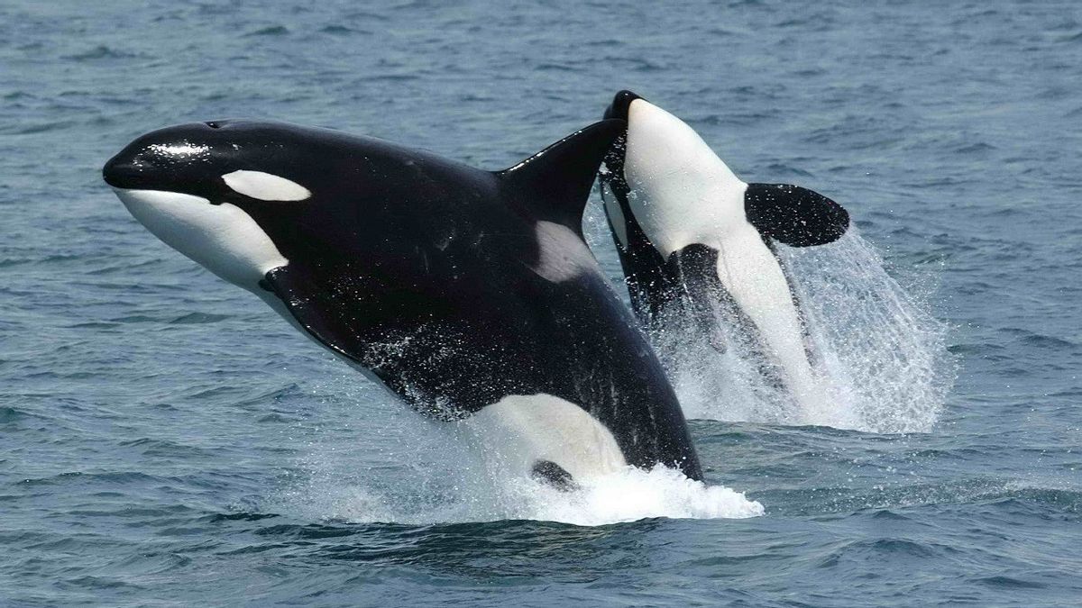 Arctic Ice Melts Due To Global Warming, Killer Whales Hunt Prey Further North