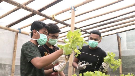 Sejumlah Milenial di Makassar Kembangkan Usaha Hidroponik di Tengah Pandemi