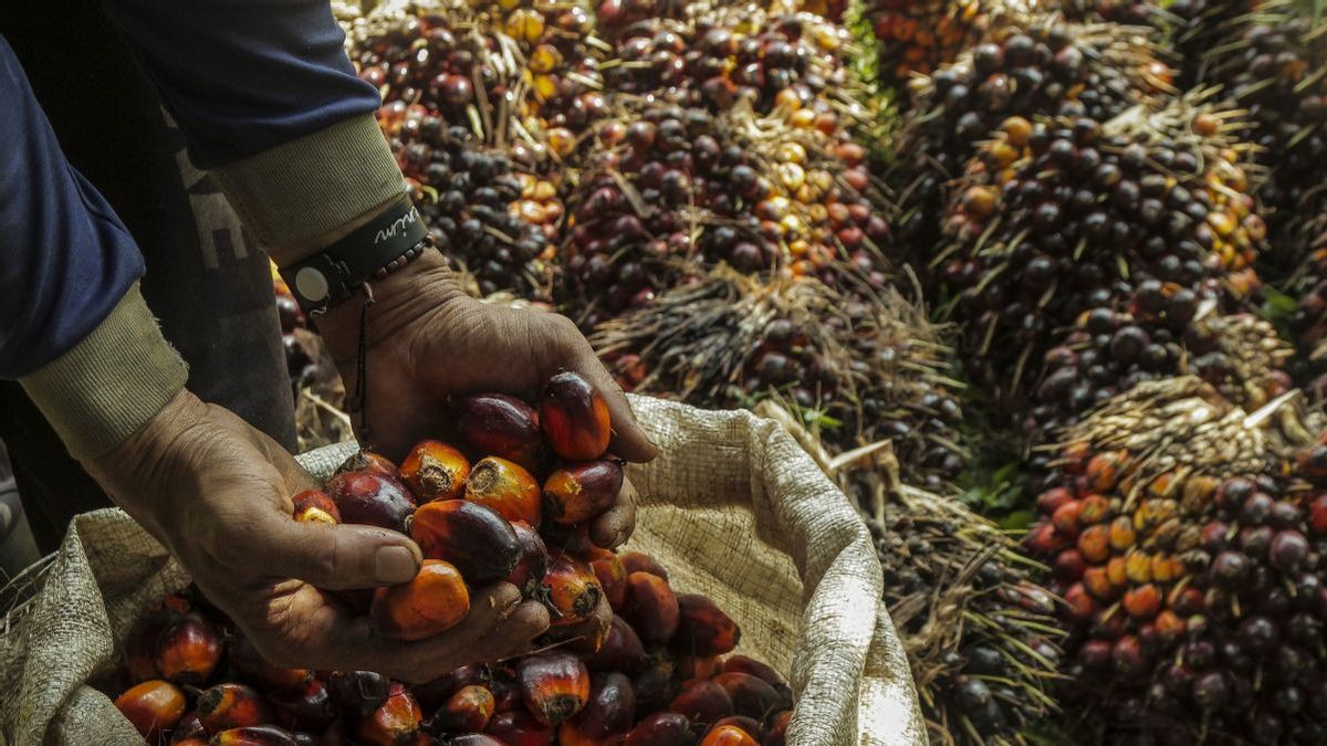 Gapki Siap Beri Penjelasan soal Persoalan Industri Kelapa Sawit