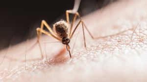 Kasus Virus Penularan dari Nyamuk Meningkat di Eropa, WHO Sebut Sejarah Terulang Kembali