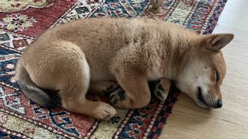 Shiba Inu Atteint Son Prix Le Plus élevé, En Hausse De 46% En Deux Jours