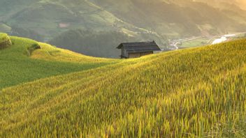 Bapanas affirme que l’Indonésie est officiellement autosuffisante en riz, avec un stock initial de 12,5 millions de tonnes en 2026