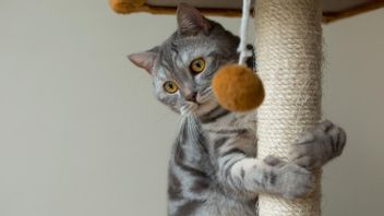 Apakah Kucing Buta Warna? Kenali Warna yang Ditakuti dan Dilihat Anabul