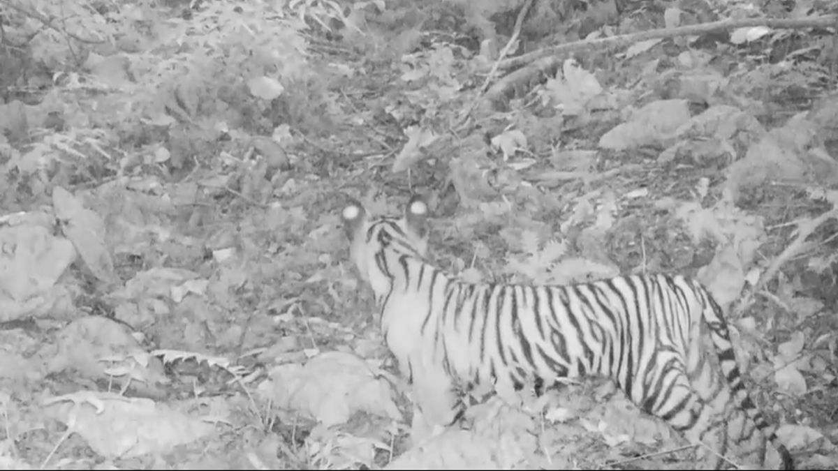 Bonnes Nouvelles, Sumatran Tiger Caught On Camera In Bukit Tiga Puluh National Park (en Anglais) 