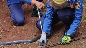 Petugas Evakuasi Ular Kobra 1,5 Meter di Ciracas Jaktim
