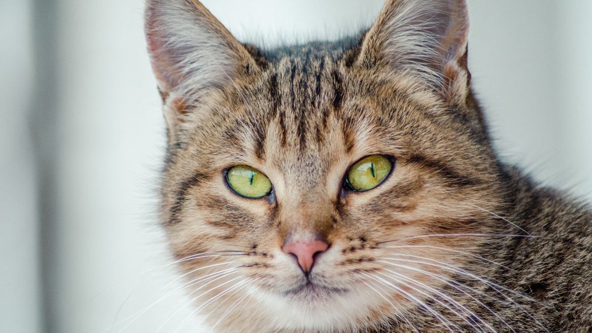 Mengenal 5 Ekspresi Kucing Dilihat dari Gerakan Matanya
