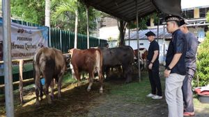 セリブ島警察署が島民に犠牲の動物の肉を配給 