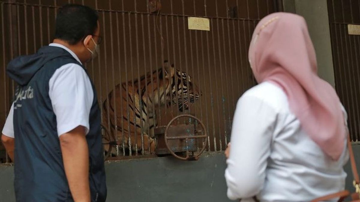 Kronologi Dua Harimau Sumatera di Ragunan yang Terpapar COVID-19