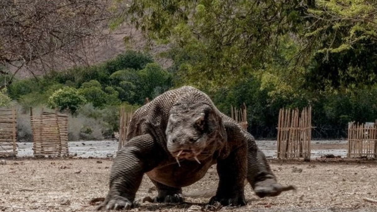 PHRI Calls Polemic Cost Of Visits To Komodo National Park Rp3.75 Million Just A Communication Problem
