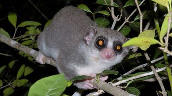 Uncovering The Potential Of Humans Hibernating Through Lemurs, Is It Possible?