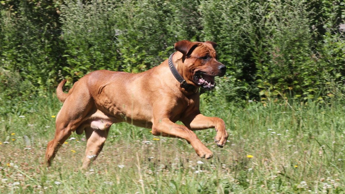 トルコは危険とみなされる犬種に厳格な規則を実施し、土日犬へのピットブルは禁止されています