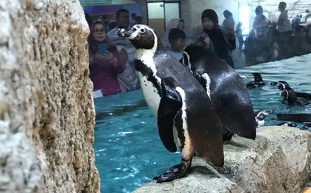 Berkenalan dengan Penguin Humboldt di Ancol