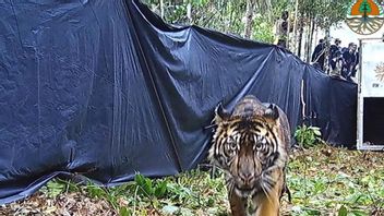Harimau Sumatera yang Sempat Konflik dengan Warga di Siak Sudah Dilepasliarkan Lagi
