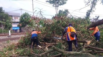 PT KAI Tebang Pohon Rawan Tumbang di 7 Titik Sepanjang Perlintasan KA Siliwangi 